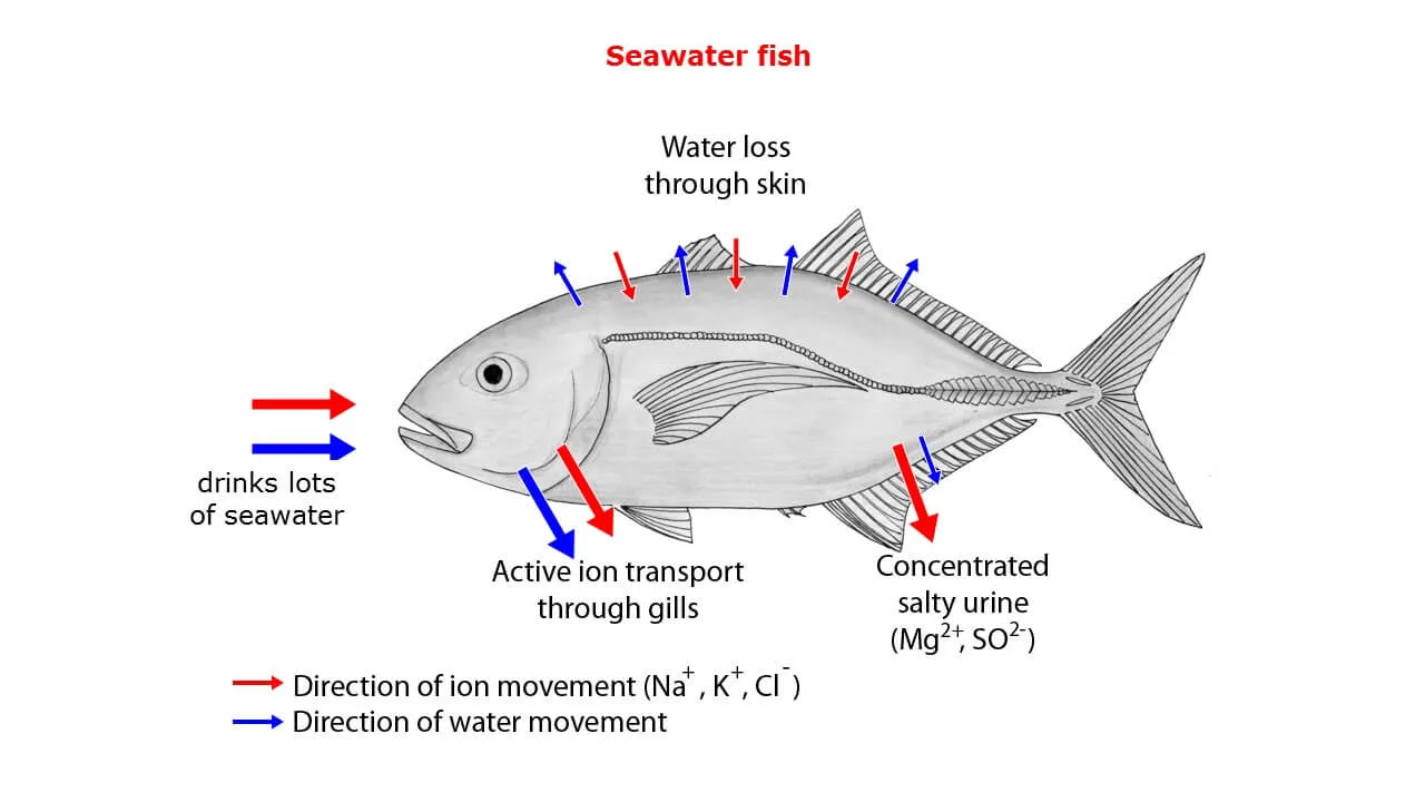 Osmoregulation in freshwater animals